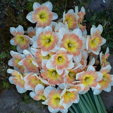 An overhead of Narcissus Drama Queen