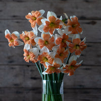 A bouquet of Narcissus Electrus