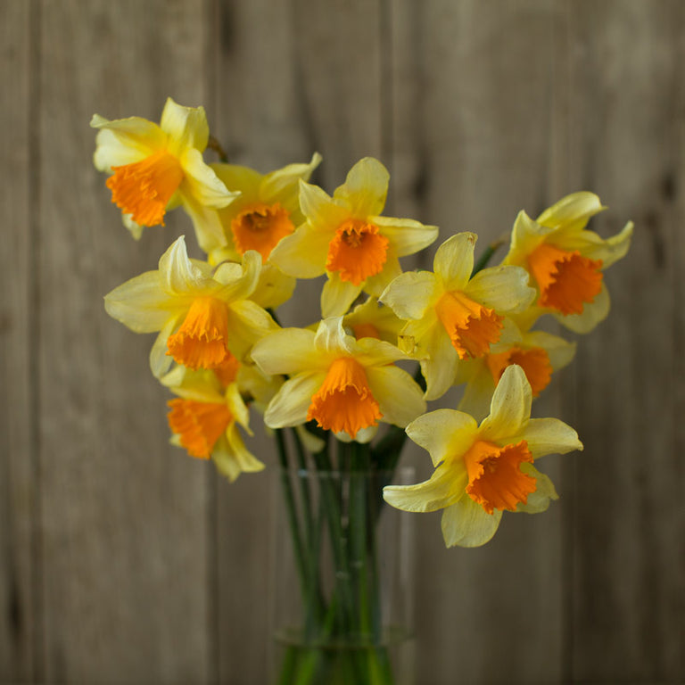A bouquet of Narcissus Fortissimo