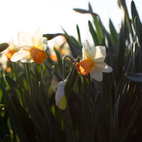 Narcissus Iwona growing in the field