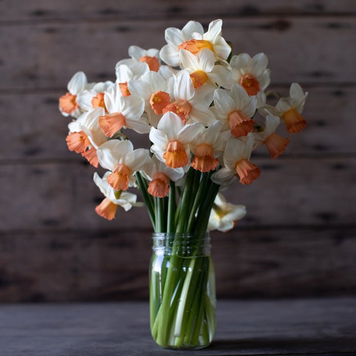 A bouquet of Narcissus Iwona