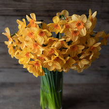 A bouquet of Nacissus Kedron