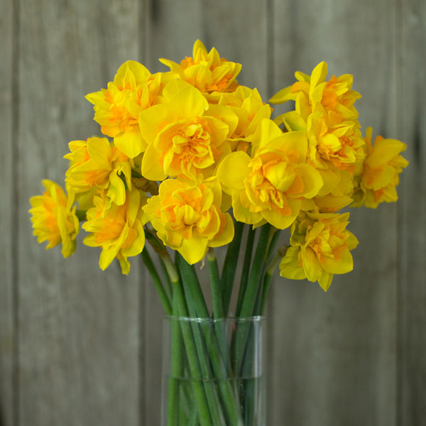 Narcissus Le Torch – Floret Library