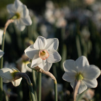 A close up of Narcissus Lovely Lynden
