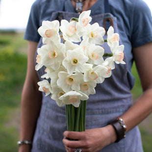A handful of Narcissus Lovely Lynden