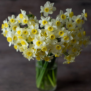 A bouquet of Narcissus Minnow