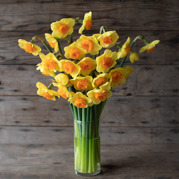 A bouquet of Narcissus Modern Art