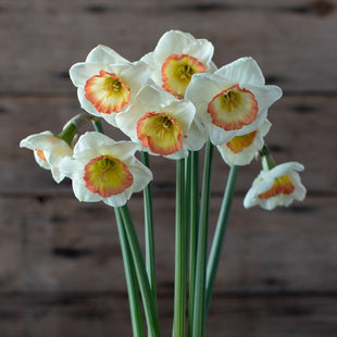A close up of Narcissus Night Cap