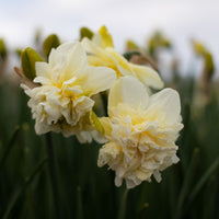 A close up of Narcissus Obdam
