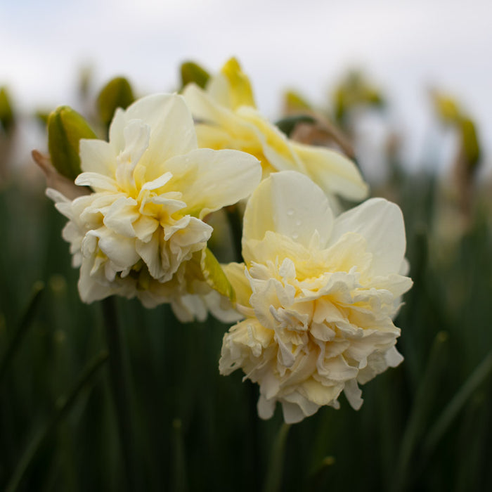 A close up of Narcissus Obdam