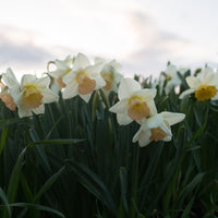 Narcissus Passionale growing in the field