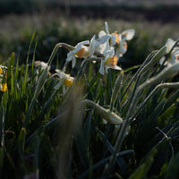 Narcissus Passionale growing in the field