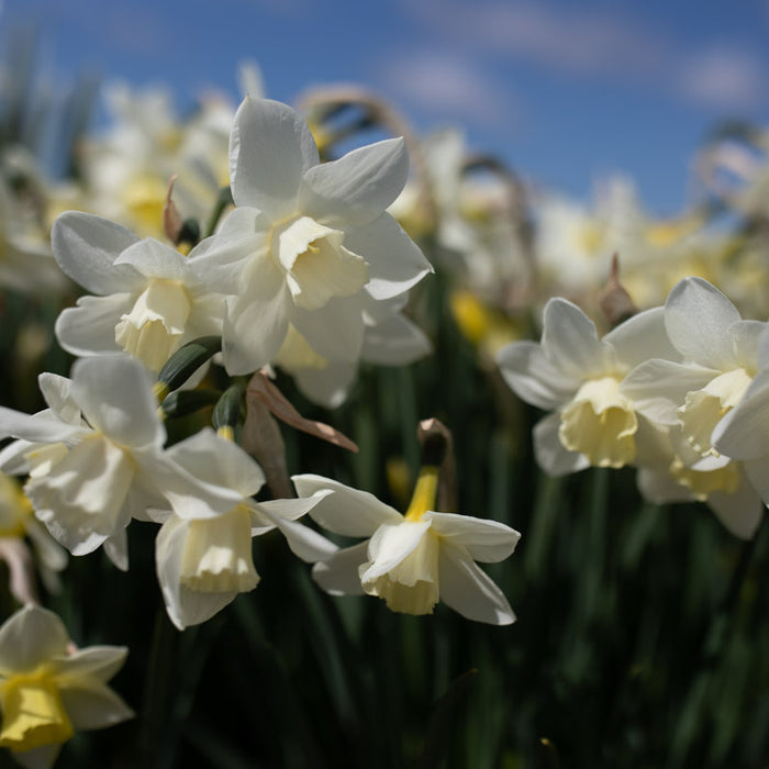 Narcissus Pueblo growing in the field