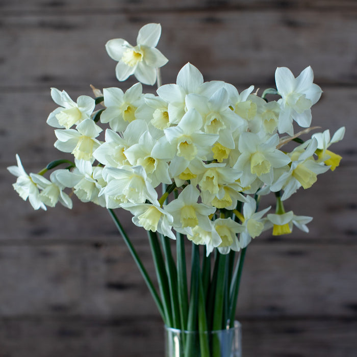 A bouquet of Narcissus Pueblo