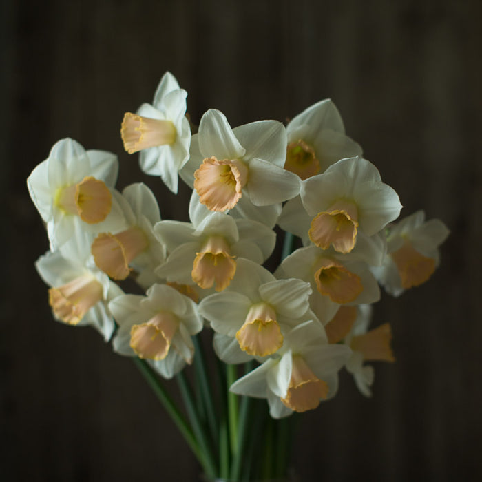 An close up of Narcissus Salome