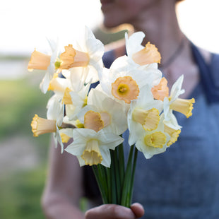A handful of Narcissus Salome