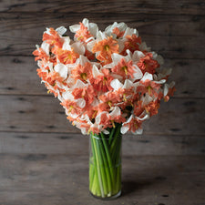 A bouquet of Narcissus Shrike