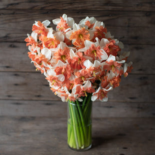 A bouquet of Narcissus Shrike