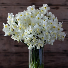 A bouquet of Narcissus Silver Chimes