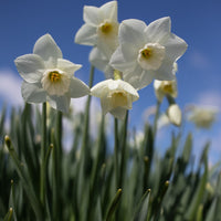 Narcissus Stainless growing in the field