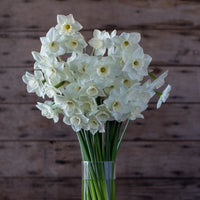 A bouquet of Narcissus Stainless