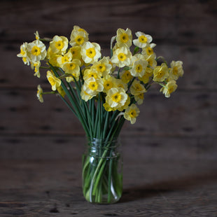A bouquet of Narcissus Sun Disc