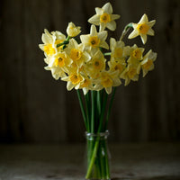 A bouquet of Narcissus Sweet Love