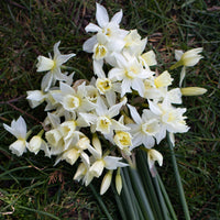 A overhead of Narcissus Thalia
