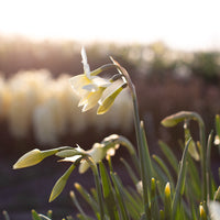Narcissus Thalia growing in the field