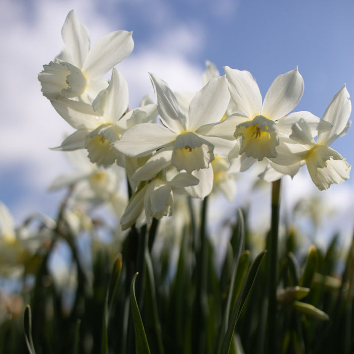 A close up of Narcissus Thalia