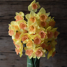 A bouquet of Narcissus Tom Pouce