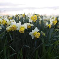 Narcissus Wave growing in the field