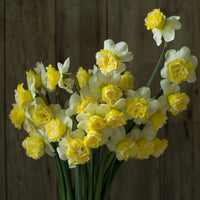 A bouquet of Narcissus Wave
