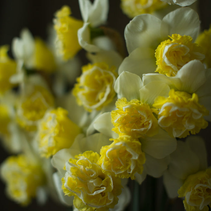 A close up of Narcissus Wave
