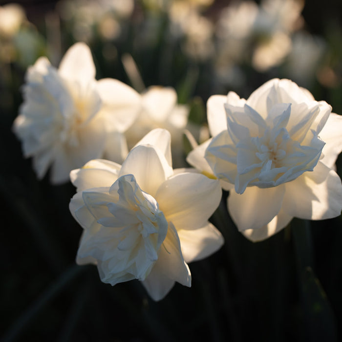 A close up of Narcissus White Medal