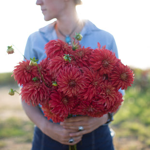 A handful of Dahlia AC Rooster
