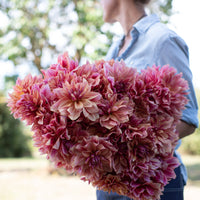 An armload of Dahlia Andy's Legacy