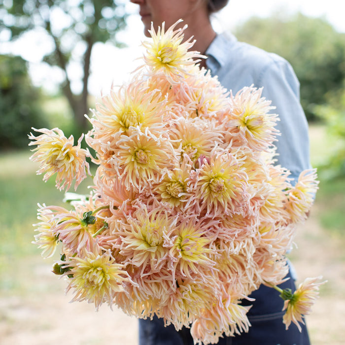 An armload of Dahlia Apricot Star