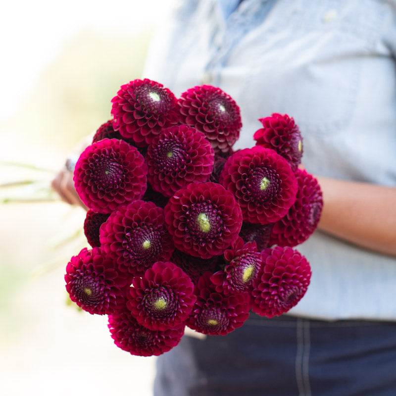 Dahlia Barbarry Gem – Floret Library