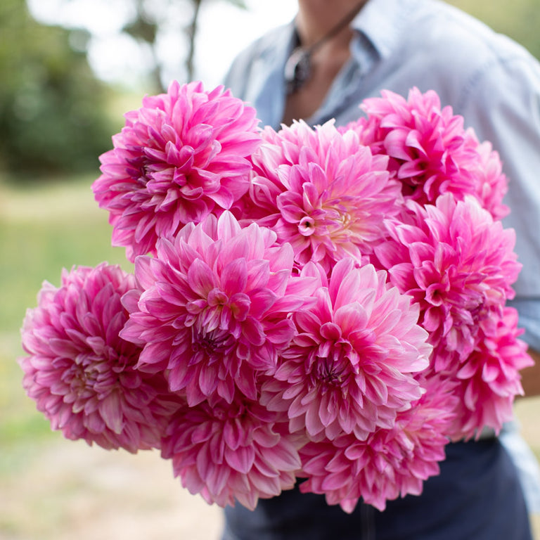 An armload of Dahlia Bargaly Blush