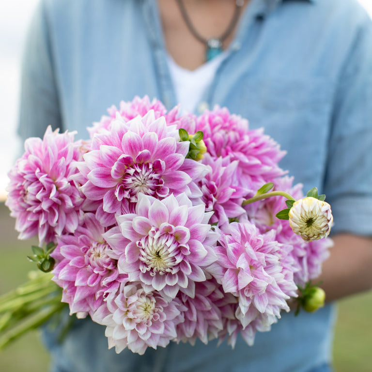 Dahlia BJ’s Dusty Rose – Floret Library