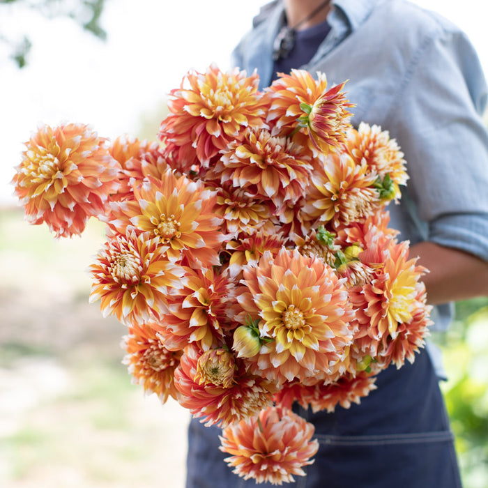 An armload of Dahlia Bloomquist Candy Corn