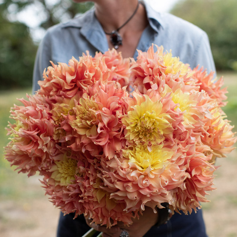Dahlia Blown Dry Floret Library