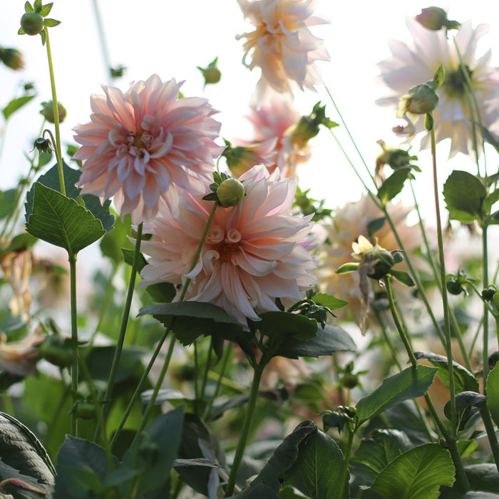 Dahlia Cafe au Lait growing in the field