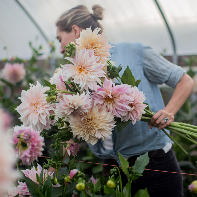 dahlia seeds cafe au lait Dahlia Café au Lait – Floret Library