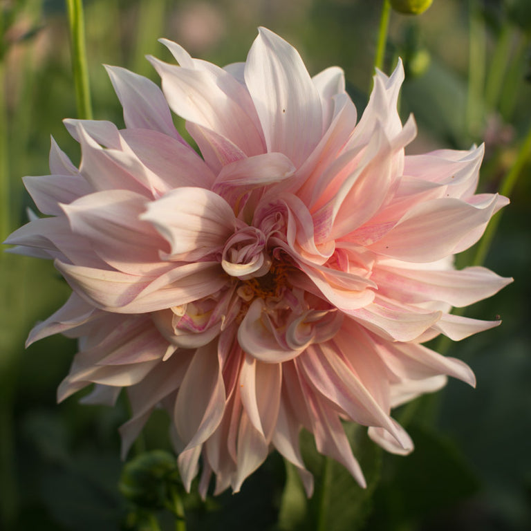 dahlia seeds cafe au lait Dahlia Café au Lait – Floret Library