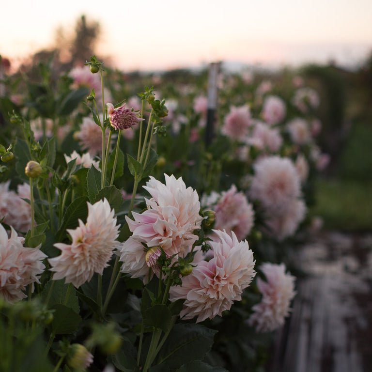 dahlia seeds cafe au lait Dahlia Café au Lait – Floret Library