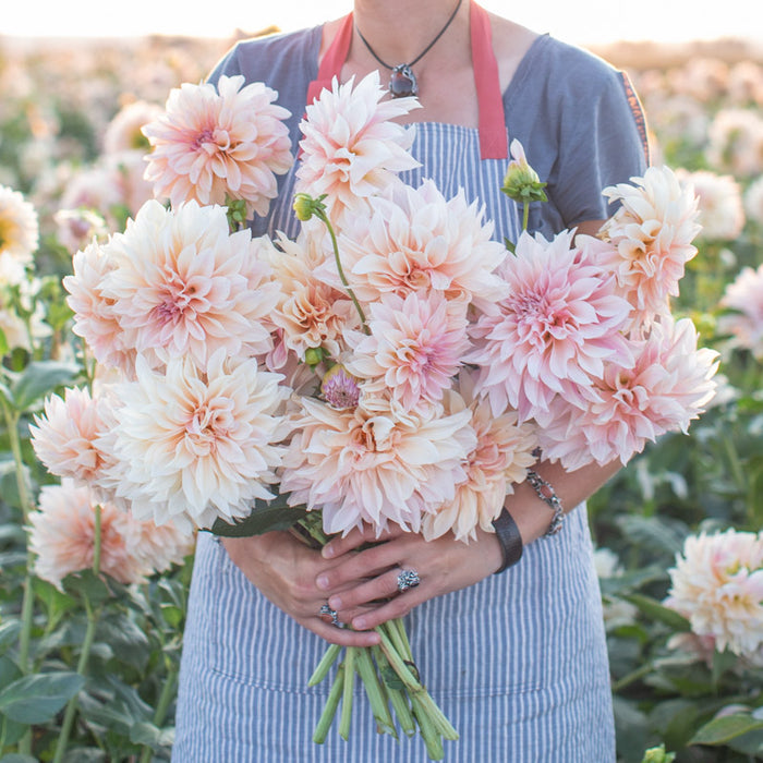 dahlia cafe au lait seeds Dahlia Café au Lait – Floret Library