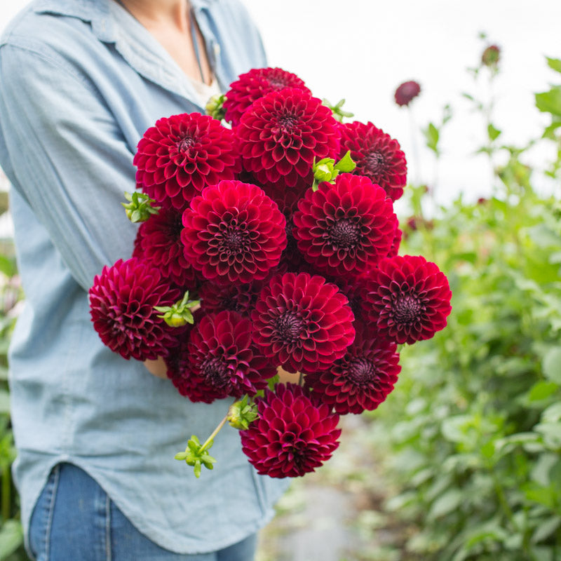 Dahlia Chimacum Night – Floret Library