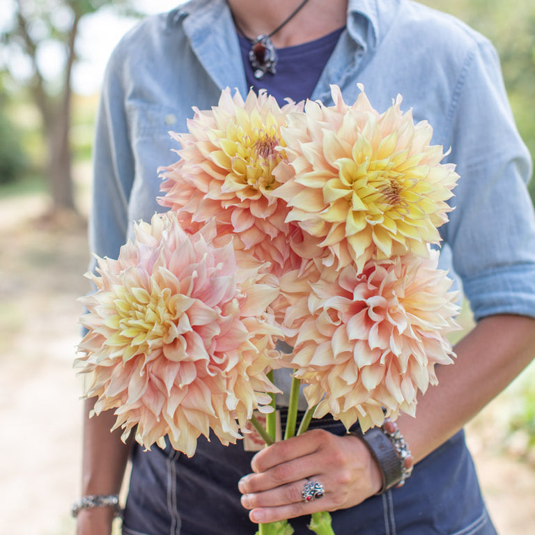 A handful of Dahlia Clearview Palser